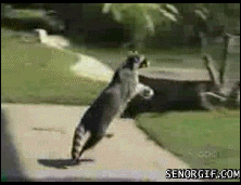 Raccoon stealing